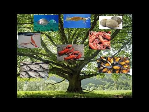 το δέντρο που φυτέψαμε