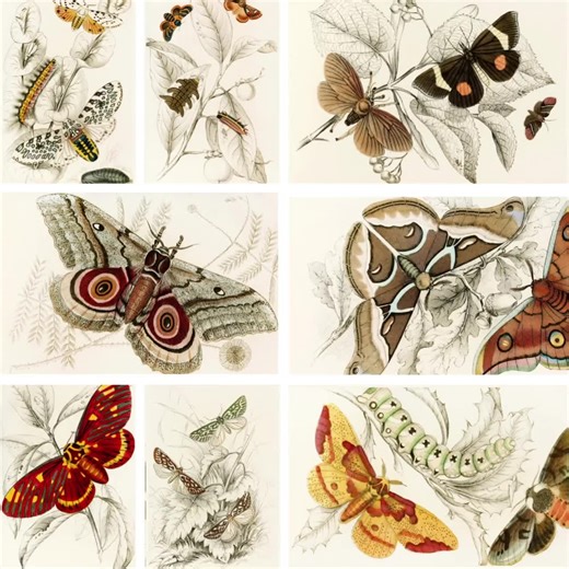 Bundle of 22 | Vintage Natural History Prints | Antique Botany & Zoology Illustrations (digital Downloads) - Etsy