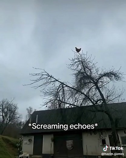 Screaming Chicken Henês: O Meme Que Quebrou A Barreiras Sonoras