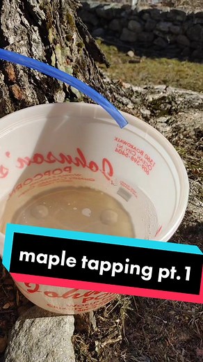 🍁making maple syrup🍁 we use Johnson's popcorn buckets for EVERYTHING and the popcorn is good too. #maplesyrup #foraging #food