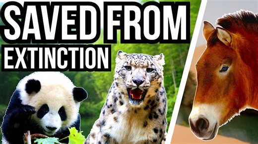 5 Iconic Animals Saved From The Brink Of Extinction