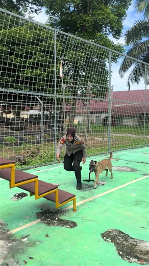 K9 Police Dogs in Action: Chasing Criminals