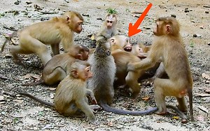 OMG Group small monkey mistreat young female crying loudly | Monkey Mister