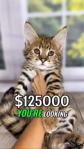 The $125,000 Cat: Why The Ashera Is Basically a Ferrari With Fur