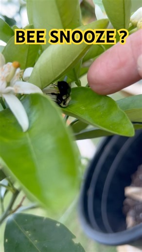 Bee Snoozing on Orange Fruit Tree? #offgrid #garden #honey #fruittrees #insects #bee #citrus #eat