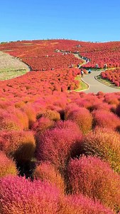 Hitachi Seaside Park in Ibaraki prefecture. A short walk from the kochia observation spot leads you to the cosmos and autumn container garden area. — 📲2025/10/24 by #iPhone16ProMax — ひたち海浜公園。 コキアの展望スポットからすこし歩くと、コスモスと秋の寄せ植えエリアになります。 * * * #shotoniphone @instagram #cosmosflower #cosmosflowers #コスモス #コスモス畑 #kochia #コキア #hitachiseasidepark #ひたち海浜公園 #pinkflower #pinkflowers #flowerpink #redflower #redflowers #whiteflower #whiteflowers #yellowflower #yellowflowers #yellowflowers🌼 | 1minute traveller