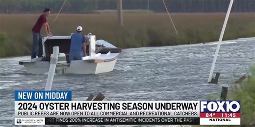 2024 fall oyster harvesting season begins for commercial and recreational catchers