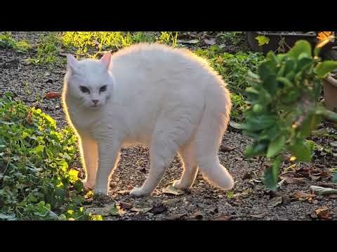 2025-12-19 LJUBLJANA Doma CARNIVORA Felis catus DOMAČA MAČKA (LJUBEZEN s sončkom obsijana)