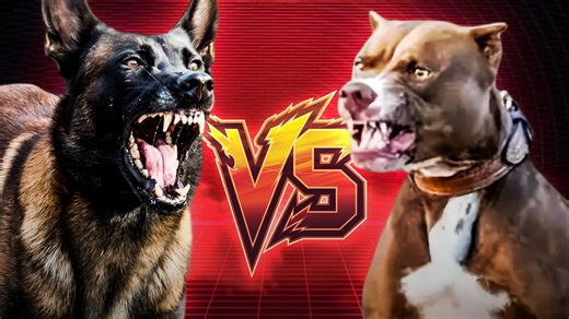 Belgian Malinois VS American Pitbull Terrier: BATTLE OF GAMENESS #themalinoislovers #Malinois #Pitbull #guarddog | The Malinois Society
