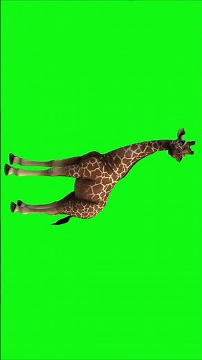 Giraffe on Green Screen | 4K Ultra HD Video Background #greenscreen #giraffe #animal #animals