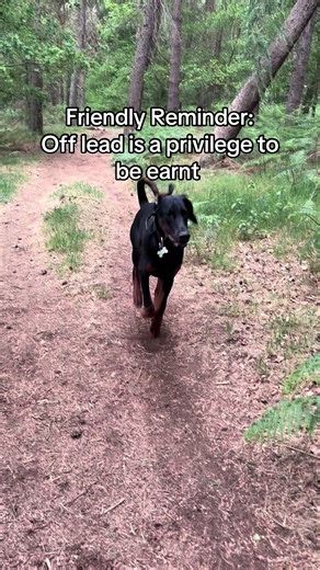 Essential Tips for Training Your Doberman Puppy