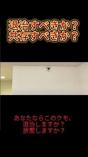 【衝撃】自宅に出た巨大グモ…実は益虫だった！？🕷️ #怖い話 #衝撃の事実 #ショート動画