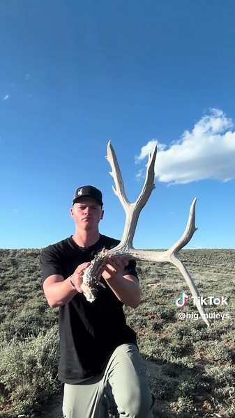Exploring Mule Deer in Wildlife and Outdoors