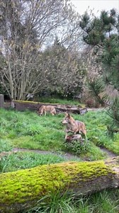 10K views · 626 reactions | Today is International Wolf Day! Watch as endangered Red Wolves Juno and Itabi enjoy bloodsicles for enrichment! Zoos use "bloodsicles," typically made from frozen meat and blood treats, to offer a unique and refreshing way to keep Red Wolves and other carnivores hydrated and entertained. : Keeper Ariel | Point Defiance Zoo & Aquarium | Facebook