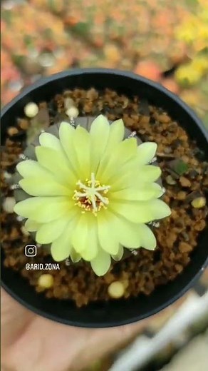 Bagus Banget Bunganya | Self Polination Frailea castanea #aridzona #kaktus #fraileacastanea