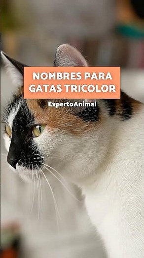 Los MEJORES NOMBRES para GATAS TRICOLOR y su SIGNIFICADO 🧡🤍🖤🐱 #shorts