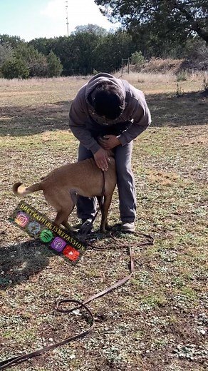 149 reactions · 3 comments | Sophia is a sweet dog that requires a lot of special attention as she’s an emotionally sensitive pup. We have to go at a slower pace with her or her confidence will get squashed. With that being said, the goal is to toughen her up. | Dog Training is my Passion | Facebook