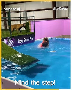 I can't tell if I should leap in to save you or to cannonball... So I'll do both! | The Pet Collective