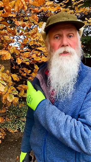 Hey Good People! Applying dormant oil in late fall or early winter is a crucial, proactive strategy for pest management, especially in regions experiencing increasingly warmer seasonal winters. These mild conditions often prevent the natural die-off of overwintering insects, allowing pests like scale, mites, and aphid eggs to survive in greater numbers and emerge far more aggressive in the spring and summer. Dormant oil, a refined horticultural oil, works by creating a suffocating layer over the