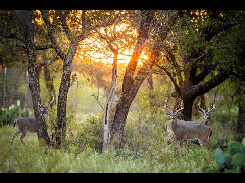 Hideaway Hill Ranch | Texas Hunting Ranch for Sale