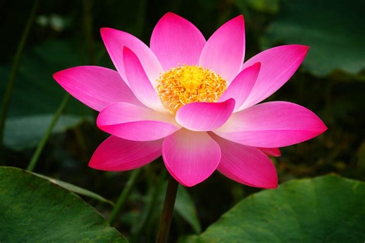 Sacred Lotus Seeds – Nelumbo Nucifera | Hardy Tropical Aquatic Flower - Etsy