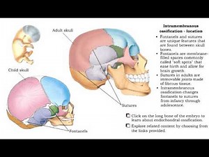 Skeletal System Bone Formation Intramembranous and Endochondral Ossification