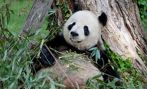 Giant panda