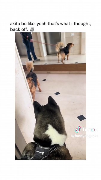 Alpha Akita: Establishing Dominance and Leadership in Dog Training