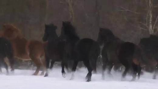 Le cheval canadien va-t-il disparaître? Arrivée au Québec il y a 350 ans et considérée comme un fleuron du patrimoine, l'espèce est aujourd'hui trop peu nombreuse. On en compte seulement 5000 dans le monde, dont la moitié au Québec. bit.ly/1bD7AKJ | Radio-Canada Information