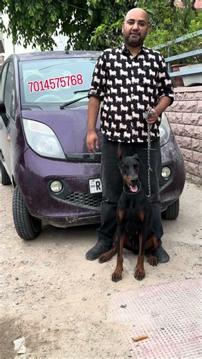Tata में Nano और Dogs में Doberman इनका कोई मुकाबला नहीं है 🤯🤯😱 #dobermanofinstagram #dog #tata