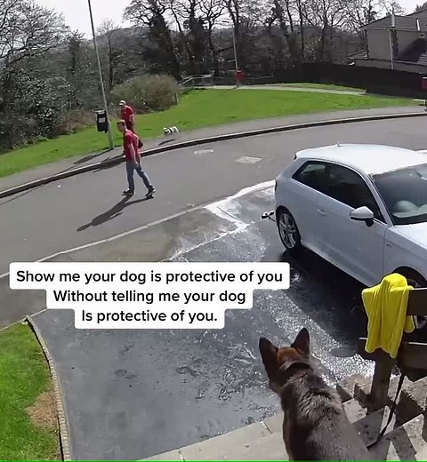 German Shepherd Dog Protecting Owner Compilation | TikTok