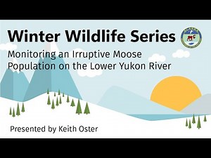 Winter Wildlife Series: Monitoring an Irruptive Moose Population on the Lower Yukon River