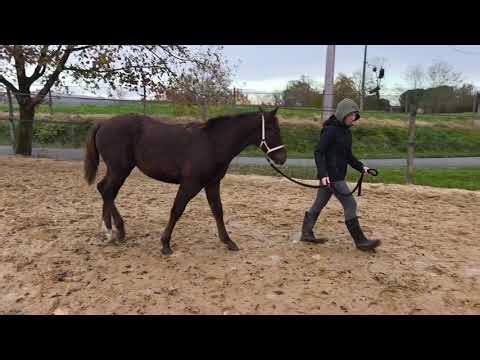 Poney à vendre - Pouliche PFS taille D - equirodi.com