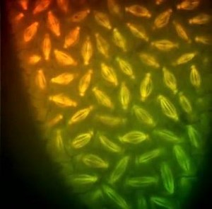 253K views · 7.5K reactions | Mitosi in real time | Scienzintasca | Facebook