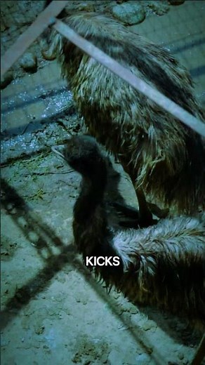 The Emu's Speedy Strides! #emufacts #fastbirds