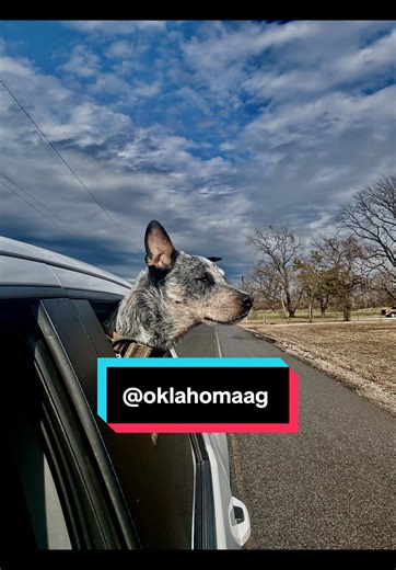 Monday Morning Ag Update! #fypシ #fypシ゚viral #oklahoma #2026 #american | oklahoma