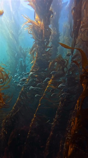 There’s a moment when the light fades through the kelp and everything just…stops. The current slows, the noise fades, and life feels simple again | Jays Visions