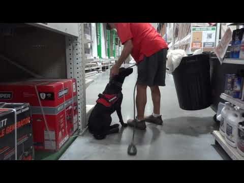Service Dog in Training. Labrador Retriever. Drop the Leash.