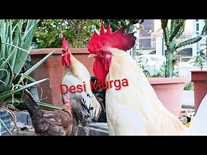 Real Rooster Crowing Sound | Morning Nature Sound for Alarm