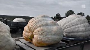 4.2K views · 61 reactions | In honour of pumpkin season, Rachel Schoutsen has a few pumpkin facts you likely didn't know!  | The Weather Network | Facebook