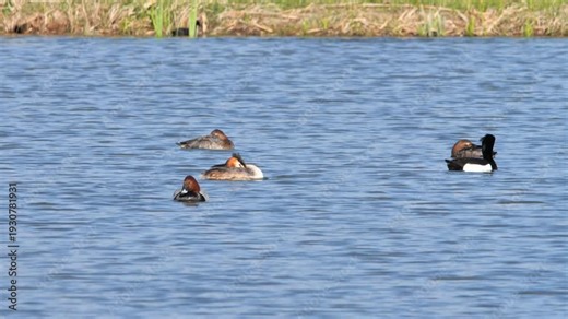 Tufted Ducks, Common pochard, Great crested grebe, diving ducks, and fish jumping out from the water