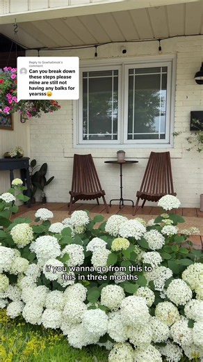 Replying to @Sowhatimok everything you need to know including how the plants come back the next year ☁️ #hydrangeas