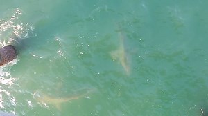877K views · 3.4K reactions | Check out these sharks! A viewer sent in a video of them circling a fishing pier at Emerald Isle. Thanks for sharing, Alex! | ABC11 WTVD | Facebook