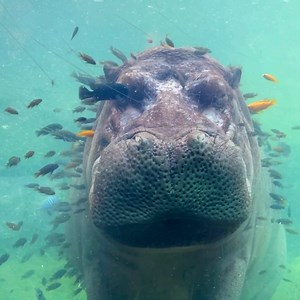 Timothy gets a daily spa treatment from his cichlid friends 🧖🧖🧖 | San Antonio Zoo