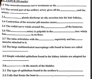 2.1 The musculocutaneous nerve terminates as the 2.2 The secon... | Filo