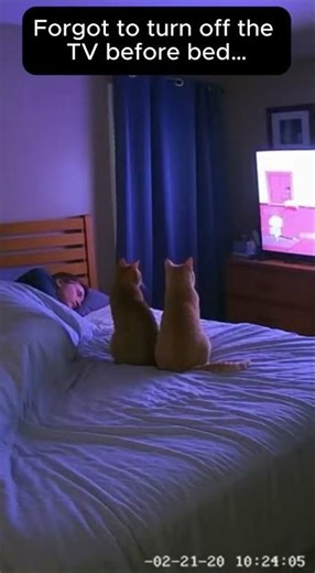 Forgot to turn off the TV before bed…My cats watched cartoons all night.