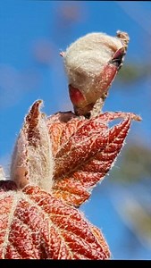 34 reactions | Maple Rojo Arce Rojo Acer rubrum . Del Desierto al bosque en un momento . Pioneros en Producción de Especies Nativas y naturalizadas del Norte y altiplano mexicano . #arboles #arquitectura #acer #maple | VIVEROS REGIONALES | Facebook