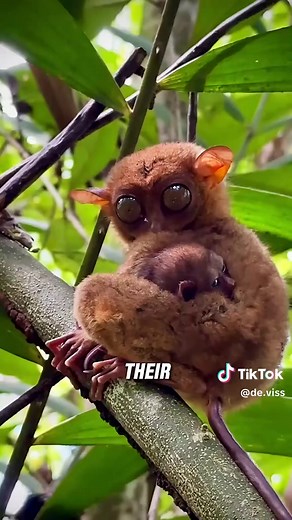 Discover the Tarsier: The Second Cutest Animal in the World