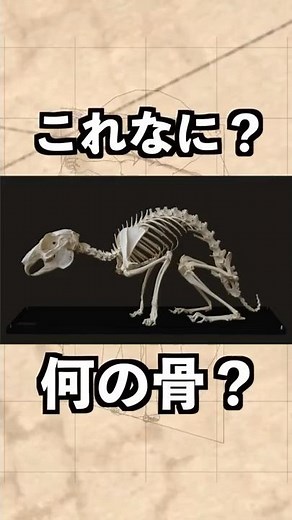骨格から想像できない生物！ これ何の骨？ ウサギ
