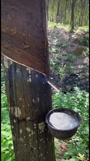 Rubber Tree Tapping Techniques | Field Watering | Koka Tree | Harvesting